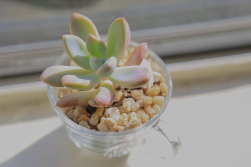 Pachyphytum oviferum succulent plant growing in pot placed on windowsill