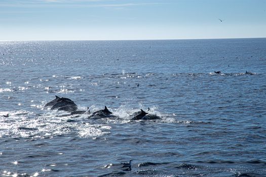 A pod of dolphins gracefully leaps through shimmering blue ocean waters under a clear sky.