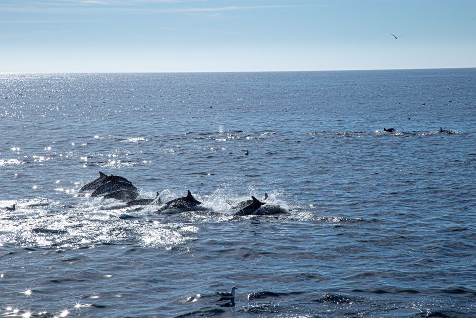 Dolphin (POD) Nedir? Kripto Piyasasına Etkisi ve Geleceği
