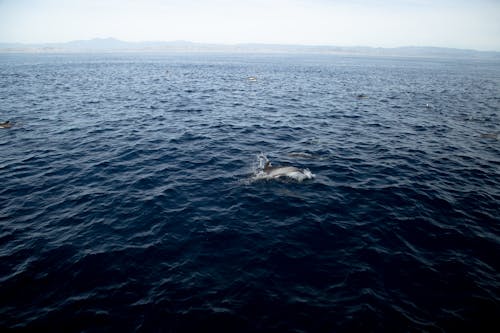 Free Photo of a Dolphin in the Sea Stock Photo