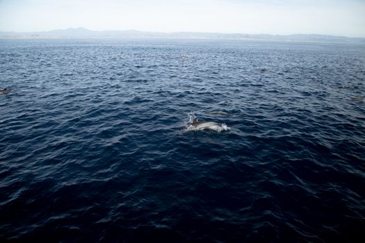 dolphin photo