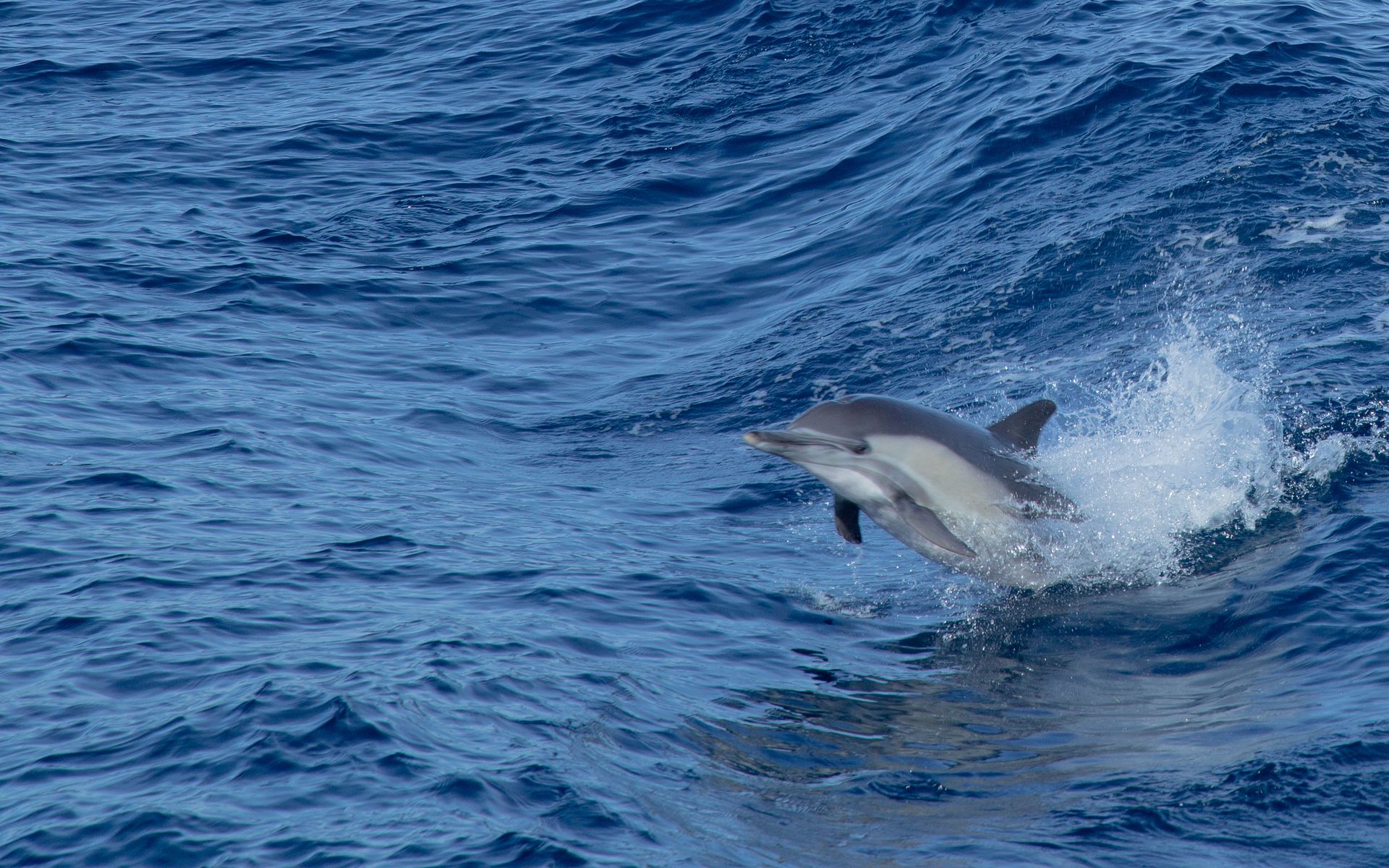 A lively dolphin jumps gracefully through the blue ocean waves, showcasing marine beauty.