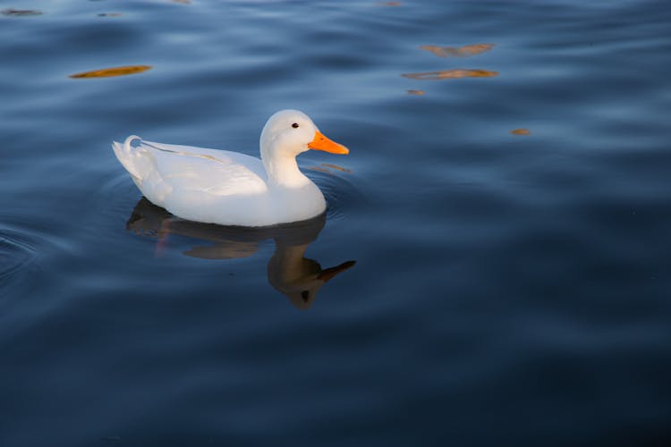 White Pekin Duck Swimming In Pond