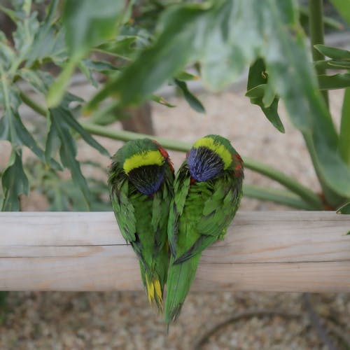 Adorable Trichoglossus haematodus parrots with multicolored plumage plucking feather