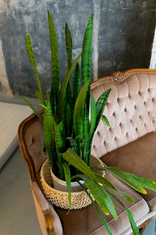 Potted Dracaena trifasciata plant on vintage couch