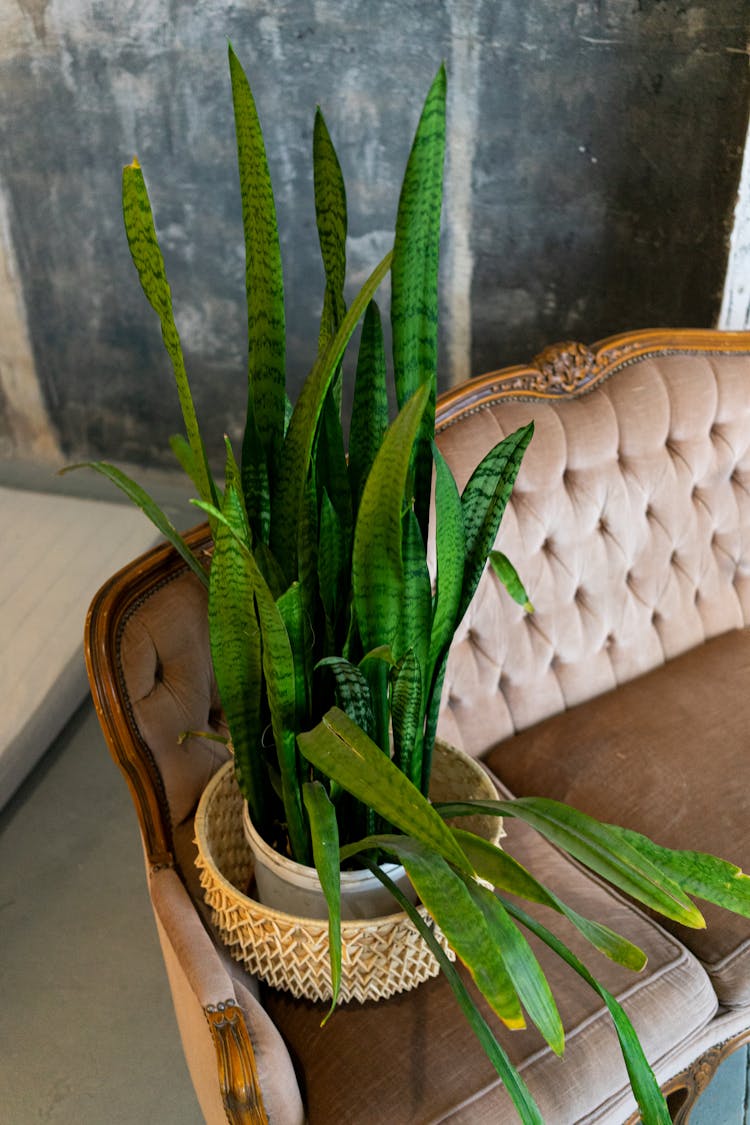 Potted Dracaena Trifasciata Plant On Vintage Couch