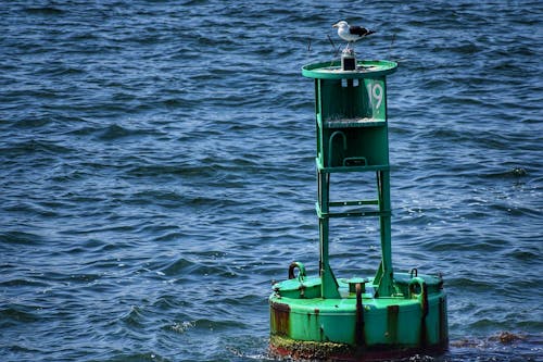 Immagine gratuita di acqua, boa, boa d'acqua