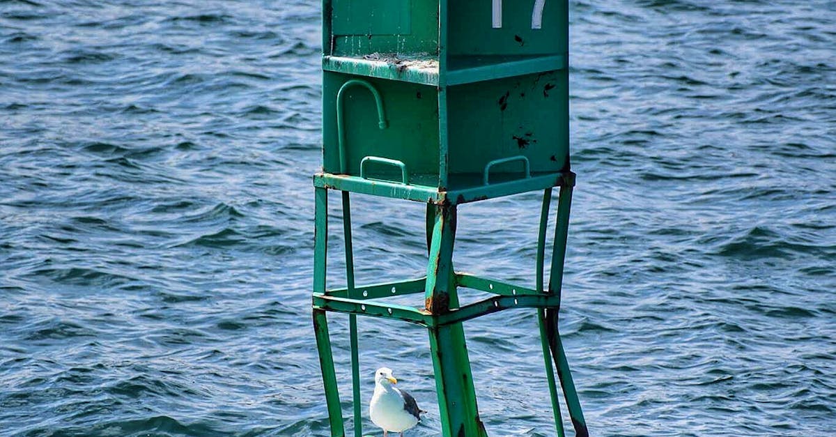 Free stock photo of bouy, ocean, seagull