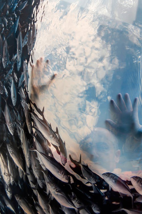 Man observing fish swimming under ice