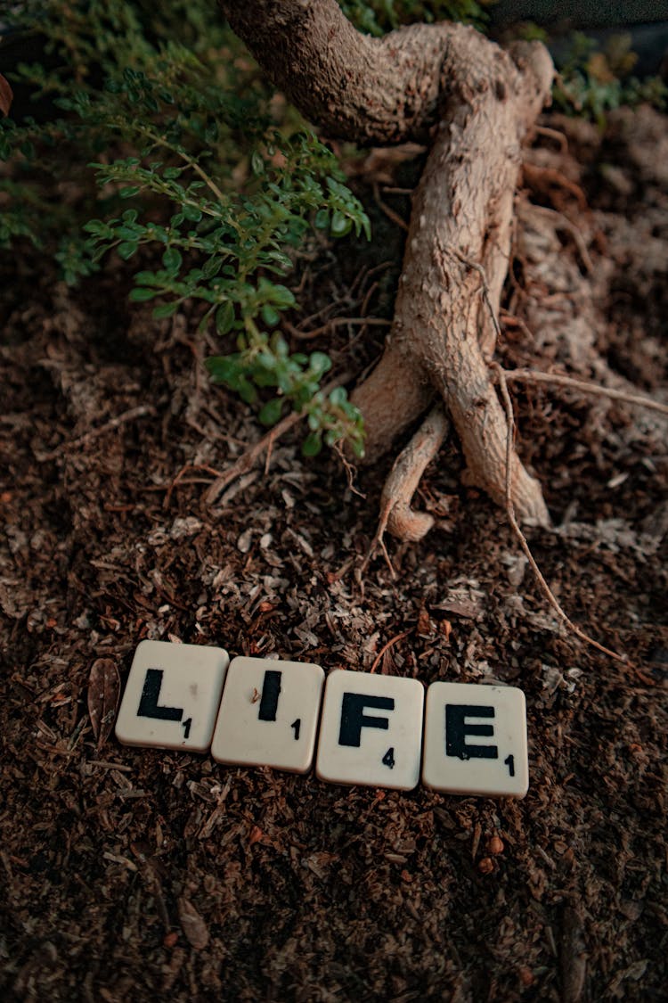 Scrabble Tiles Spelling The Word Life