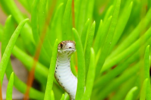 Fotos de stock gratuitas de animal, biología, brillante