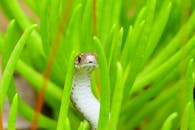 Small reptile in high green grass