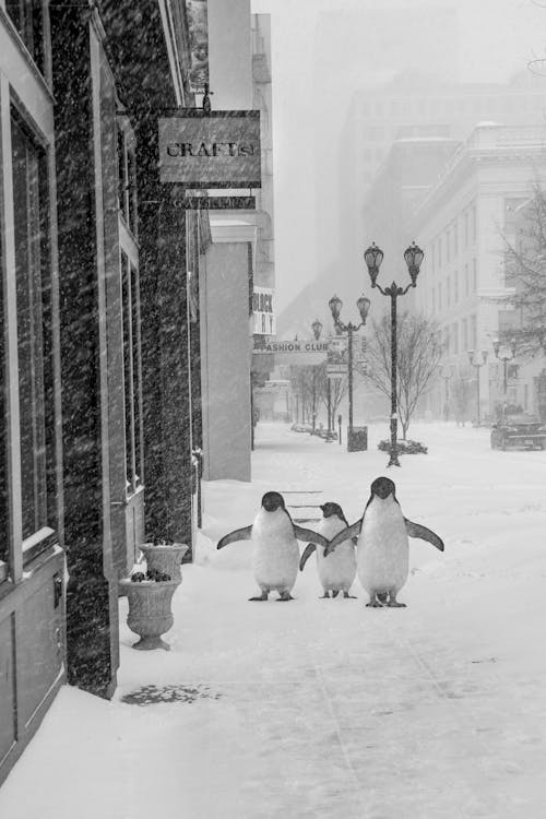 Бесплатное стоковое фото с городской, метель, пингвины