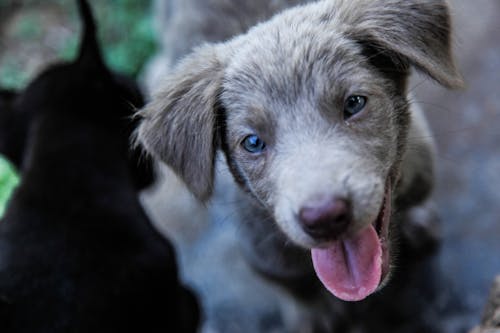 Kostenloses Stock Foto zu hund, tier