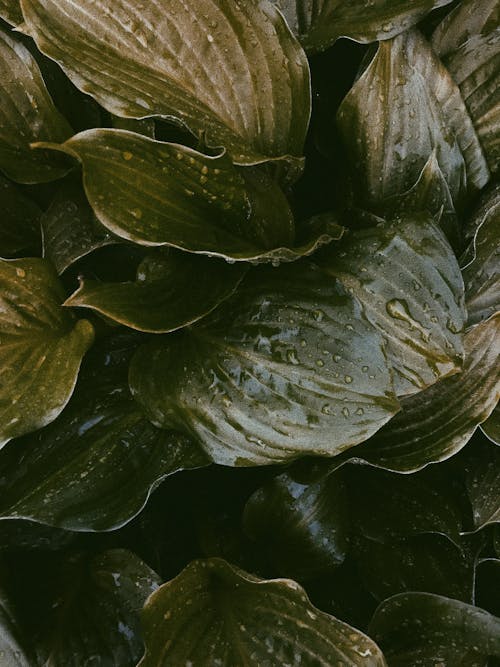 Green wet leaves of plant at sunny day