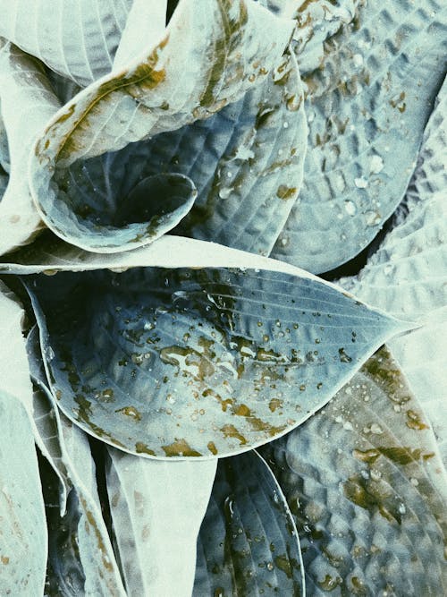 Green leaves of plant covered with dew