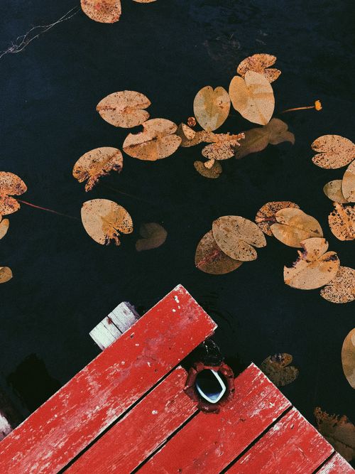 Free Top view of wooden boardwalk located near lake with dry water lilies on clean surface Stock Photo