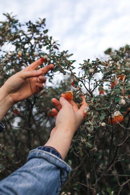 Crop person showing branch with flower