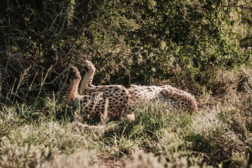 Free A cheetah rests on its back in the South African savannah, surrounded by lush greenery. Stock Photo