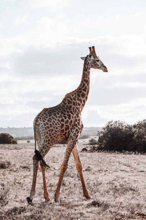 Fotobanka s bezplatnými fotkami na tému chôdza, Safari, savana