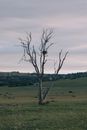 Leafless Tree on Green Grass Field