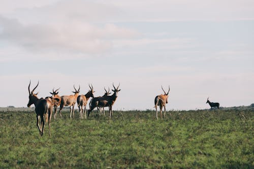 Herd on Grass Field