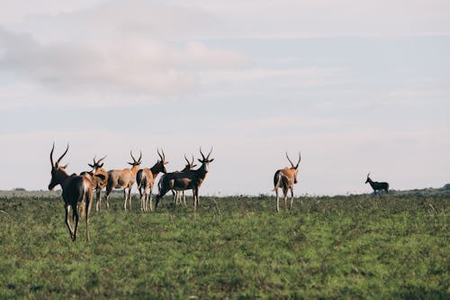 Immagine gratuita di animali, campo, erba