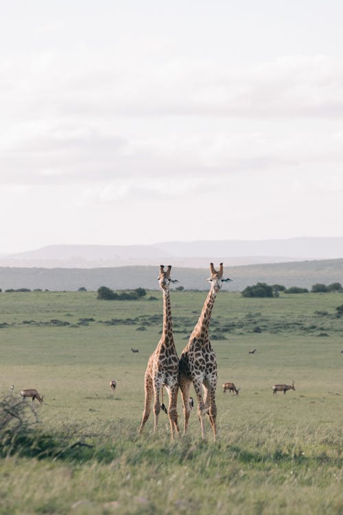 Immagine gratuita di animali, fauna selvatica, giraffe