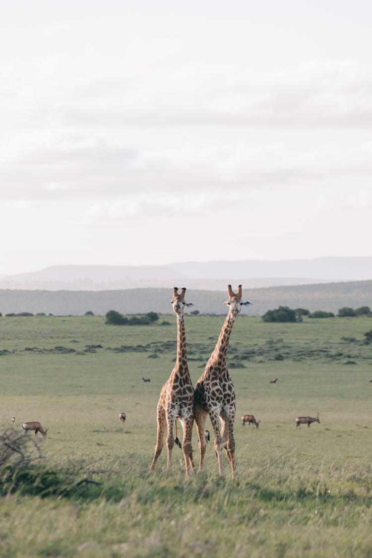 Photo Of Two Giraffes