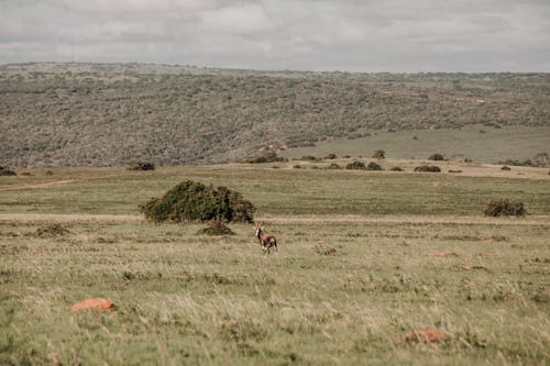 Photo of a Field with a Lone Animal
