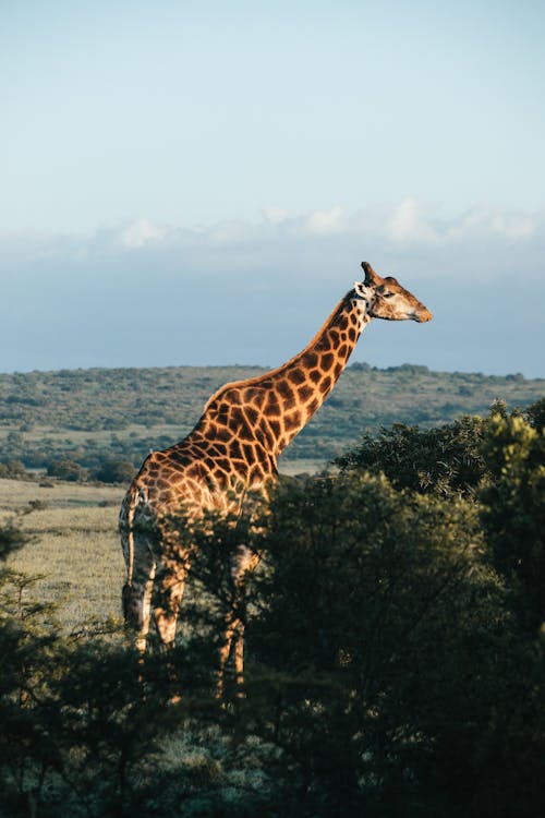 Giraffe near Trees