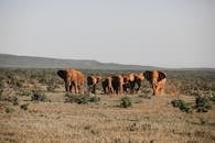一个阳光明媚的日子里，一群大象在它们的自然栖息地中走过稀树草原