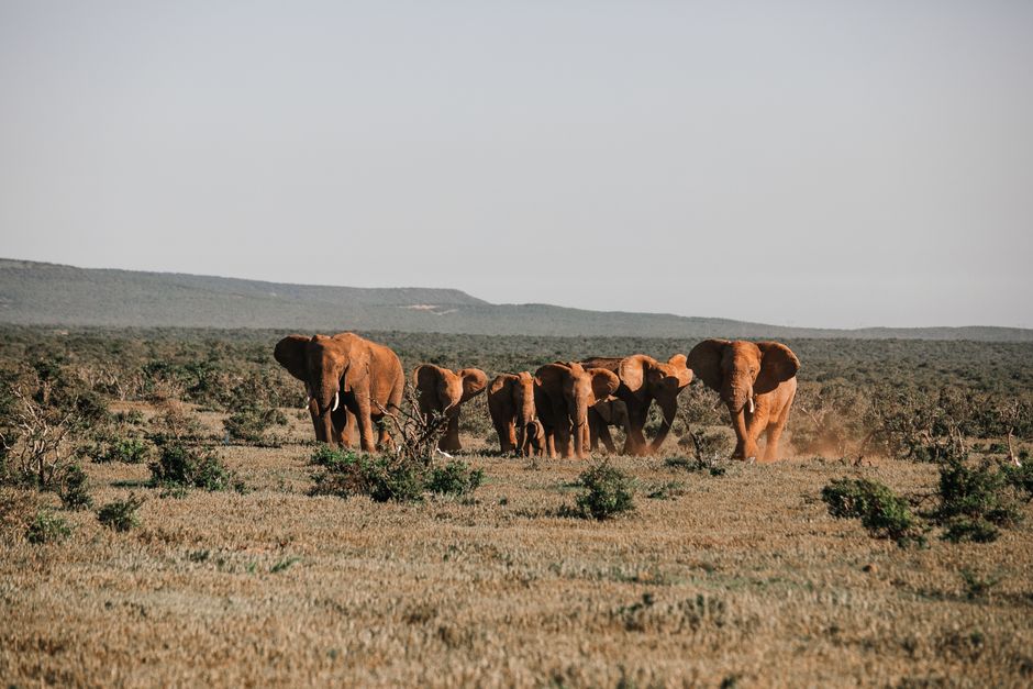 Spectacular Nairobi National Park Half-Day Tour; Free Wi-Fi Connection Review: The Ultimate Urban Safari Experience Review 2026 - Herd of wild elephants with long tusks walking on dry terrain with green shrubs in savanna in sunny day in nature