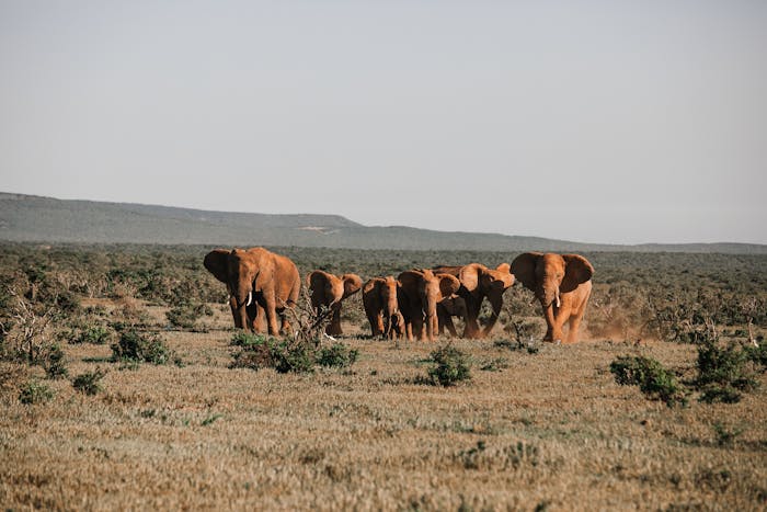 Herd of elephants grazing on the African savanna