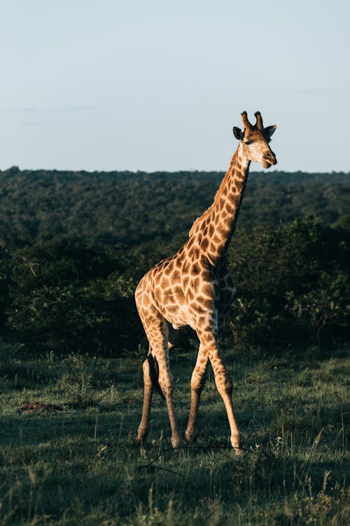 Photo of a Giraffe