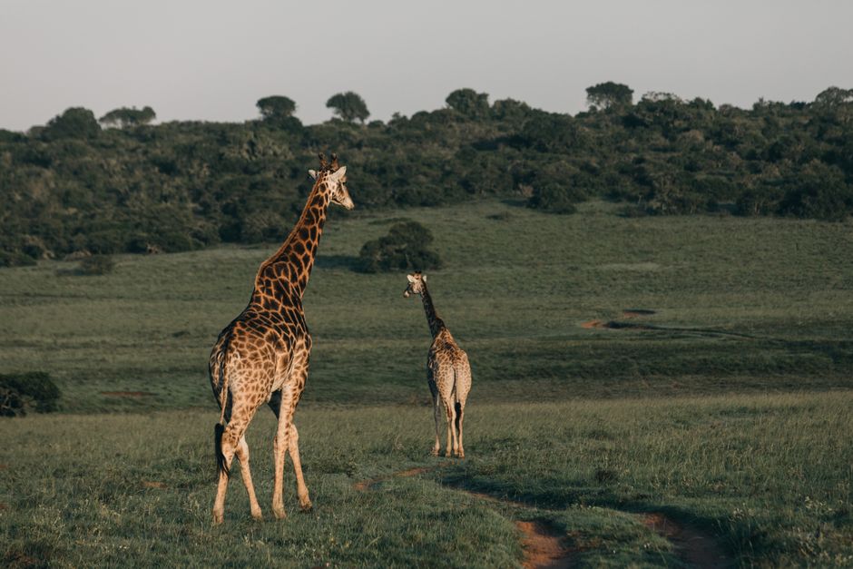 Two giraffes walking gracefully through the African savannah, showcasing wildlife beauty.