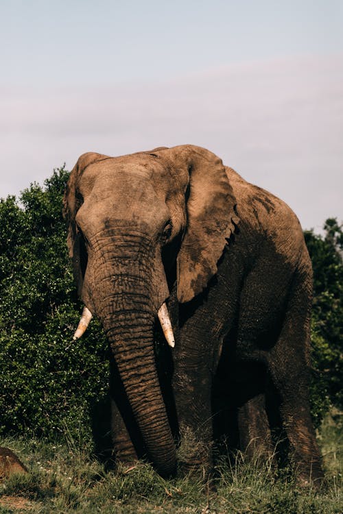 Elephant among Trees