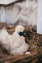 White Bird on Brown Woven Basket