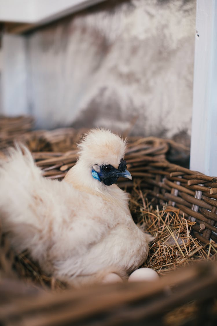 Broody Hen In Nest