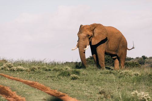 Free A majestic African elephant standing gracefully in the sunlit savannah, showcasing its natural beauty. Stock Photo