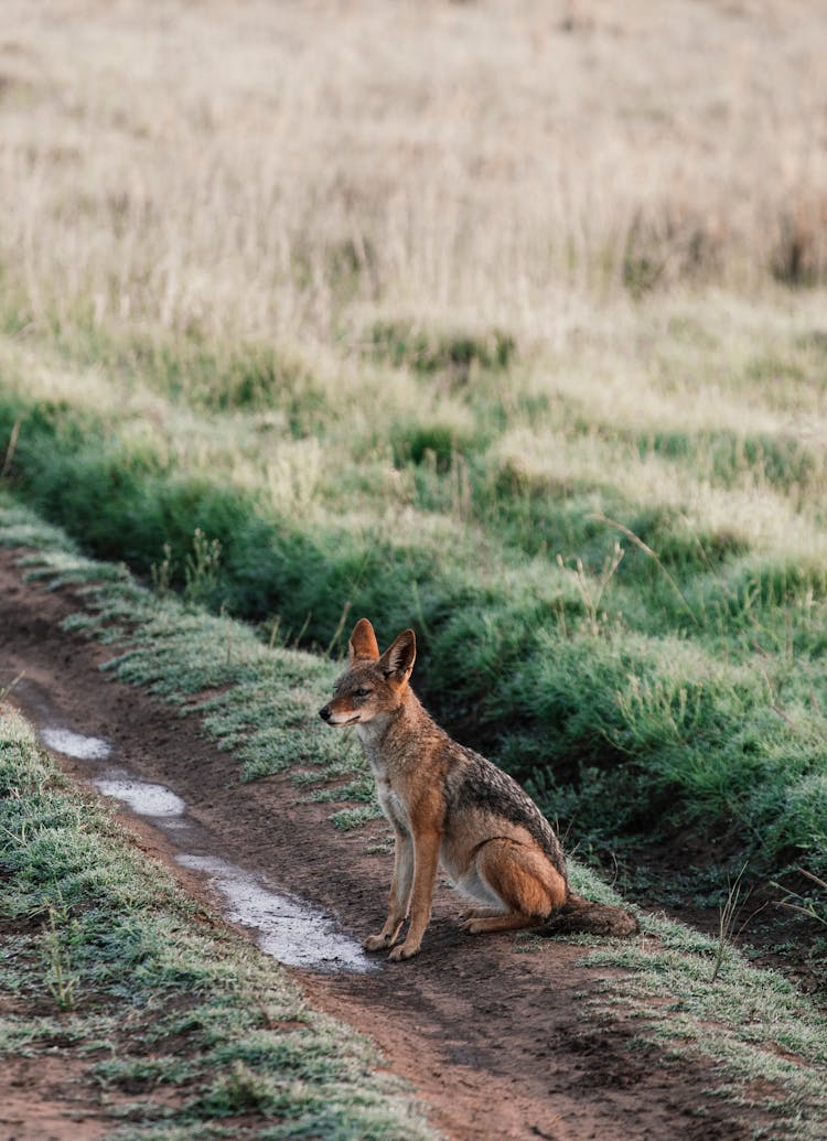 Photo Of A Sitting Fox