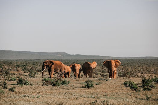 A herd of African elephants grazing on a sunlit savanna, showcasing wildlife in their natural habitat.