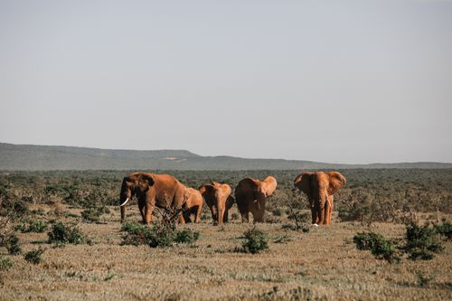 Free Herd of wild elephants with tusks grazing in middle of savanna with green vegetation against cloudless sky in national park Stock Photo
