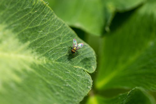 Fly on Green Leaf