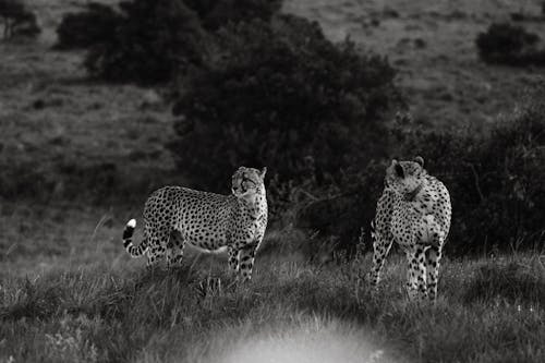 Photos gratuites de à pois, afrique, animal