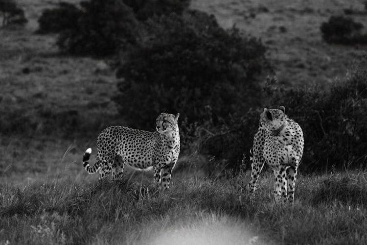 Leopards Walking In Savanna In Nature