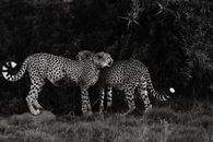 Black and white of adult spotted Acinonyx jubatus in meadow next to forest in daytime