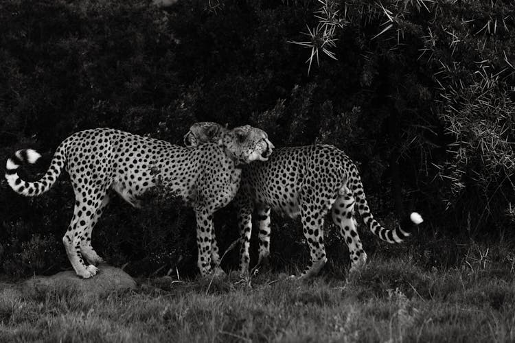 Asiatic Cheetahs On Grass Under Foliage