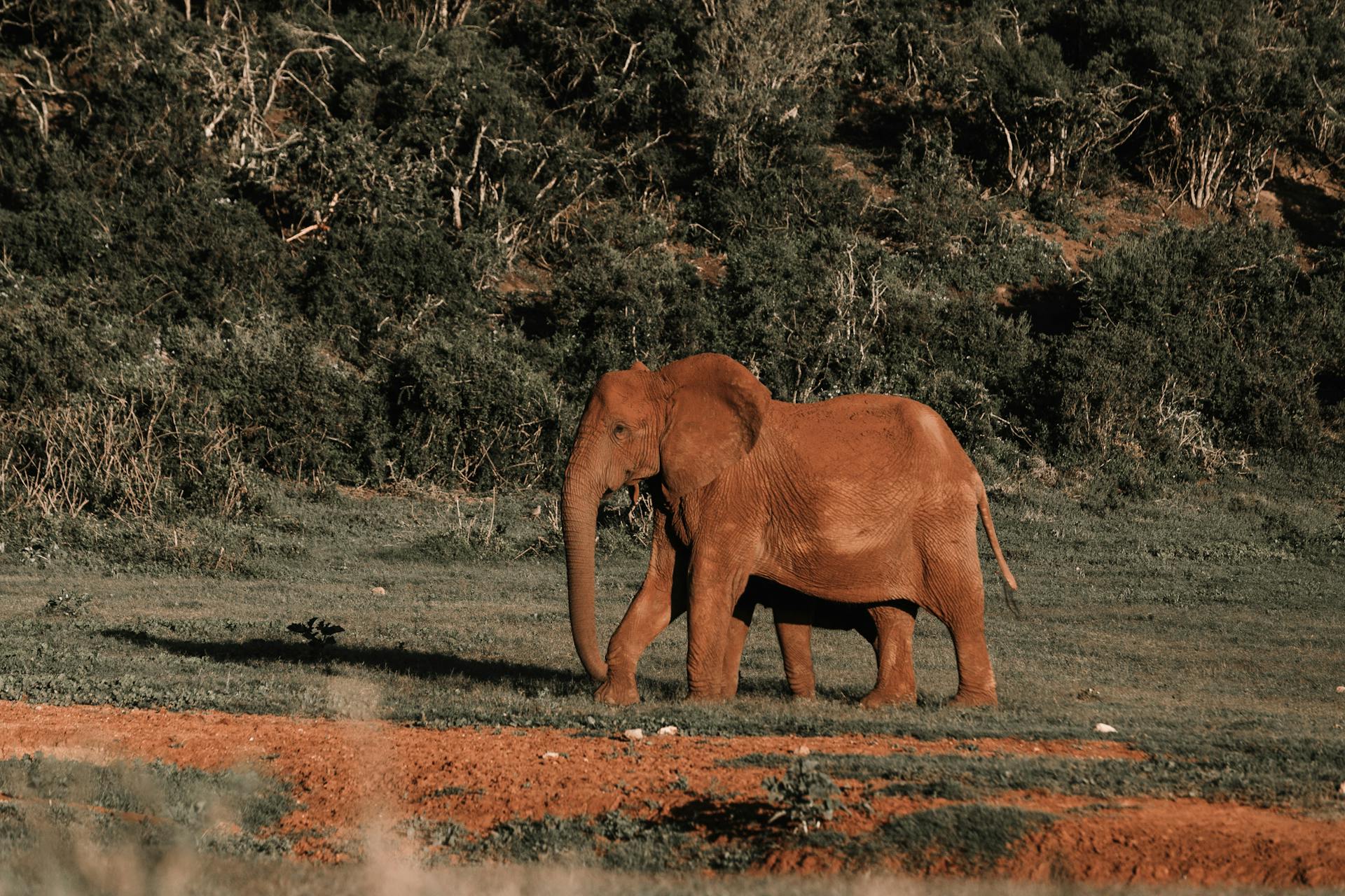 Elephant in nature reserve in daytime