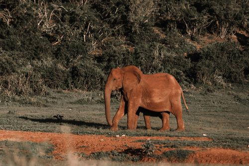 Free Adult big brown Elephant with long trunk in meadow next to dark green trees on slope in daylight Stock Photo